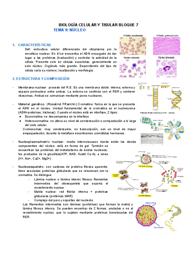 Miniatura del documento TEMA-9-NUCLEO.pdf