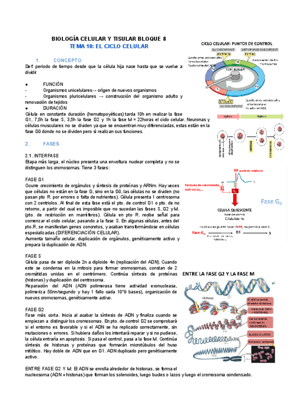 Miniatura del documento TEMA-10-CICLO-CELULAR.pdf