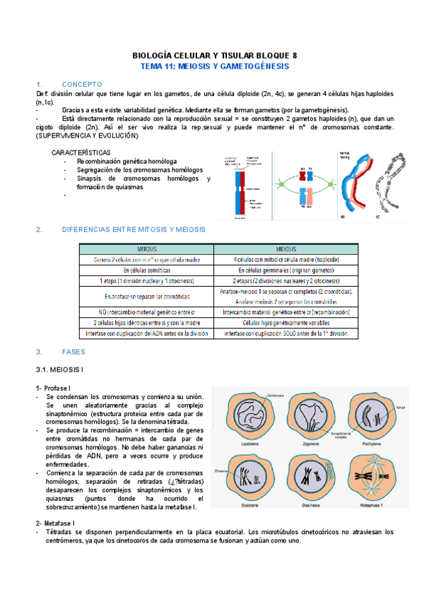 Miniatura del documento TEMA-11-MEIOSIS.pdf