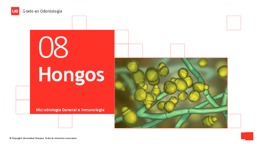 Miniatura del documento Tema-8.-Hongos.pdf