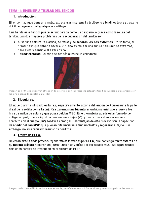 Miniatura del documento Tema-11-Biot-Animal.pdf