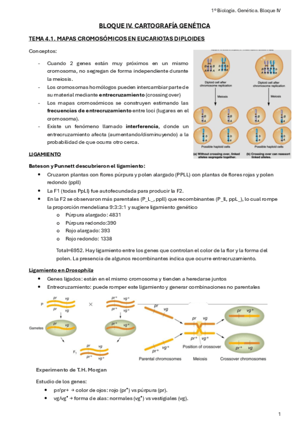 Miniatura del documento Bloque-IV.-Cartografia-Genetica.pdf