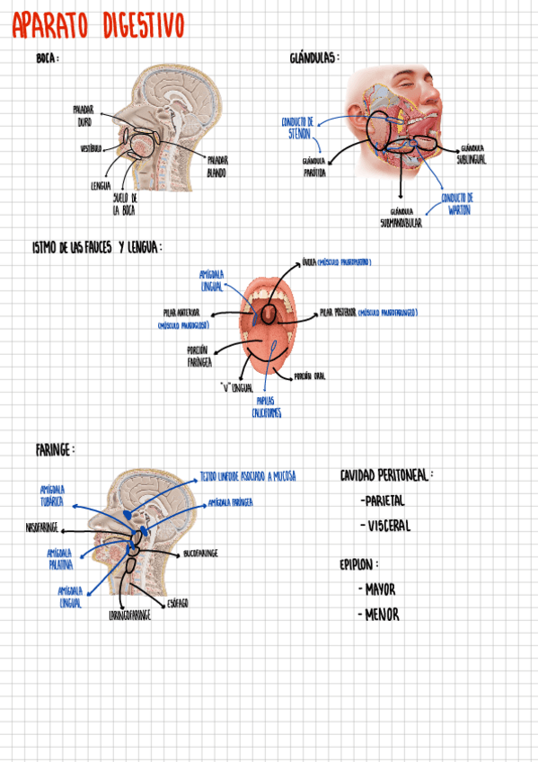 Miniatura del documento Aparato-digestivo-Practica.pdf