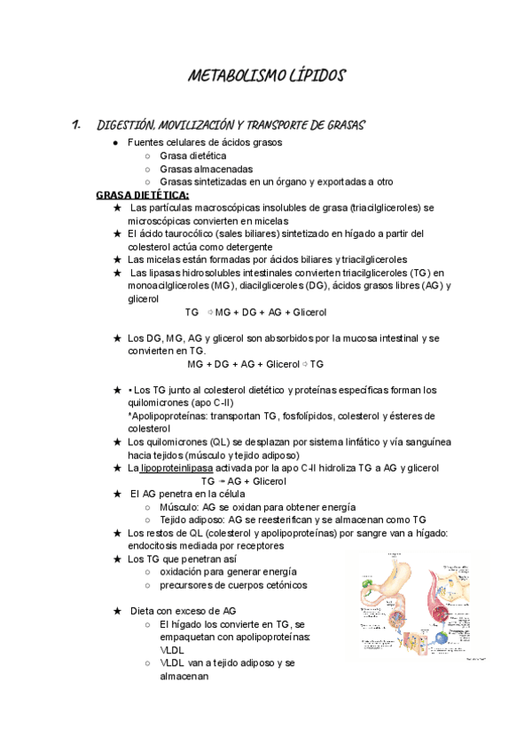 Miniatura del documento METABOLISMO-LIPIDOS.pdf