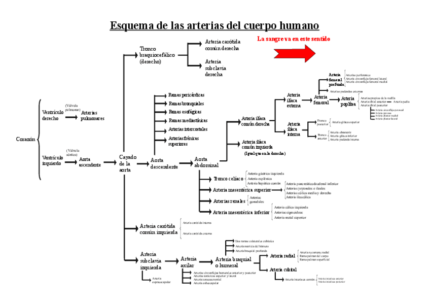 Miniatura del documento Esquema-de-las-arterias-y-venas-del-cuerpo-humano..pdf