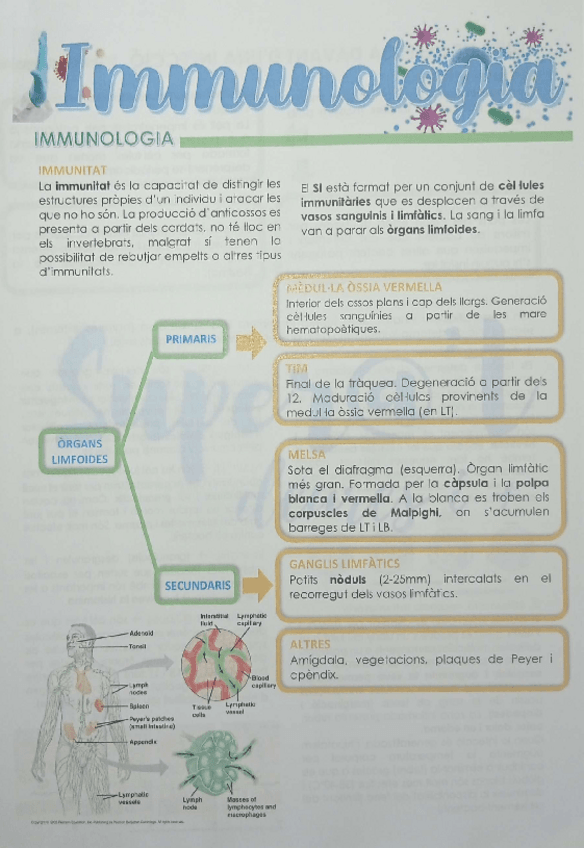 Miniatura del documento IMMUNOLOGIA + apunts extres.pdf