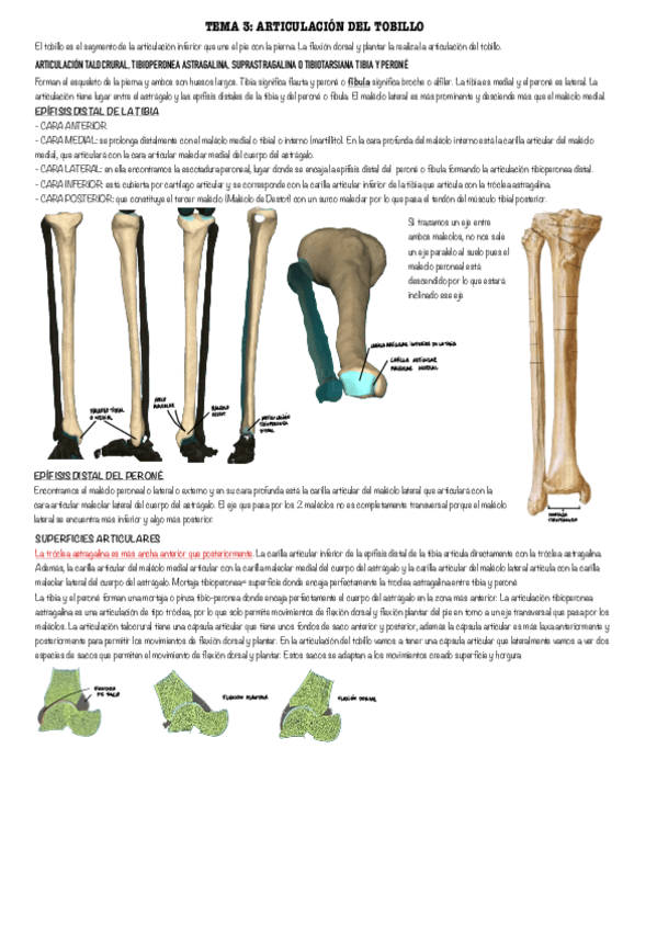 Miniatura del documento Articulacion-del-tobillo.pdf