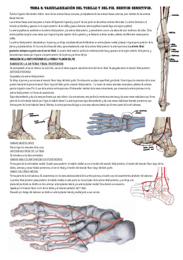 Miniatura del documento Vascularizacion-pie-y-tobillo.pdf