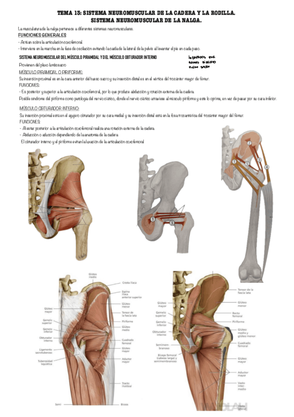 Miniatura del documento SNM-ramos-sacros-y-SNM-nervios-gluteo-superior-e-inferior.pdf