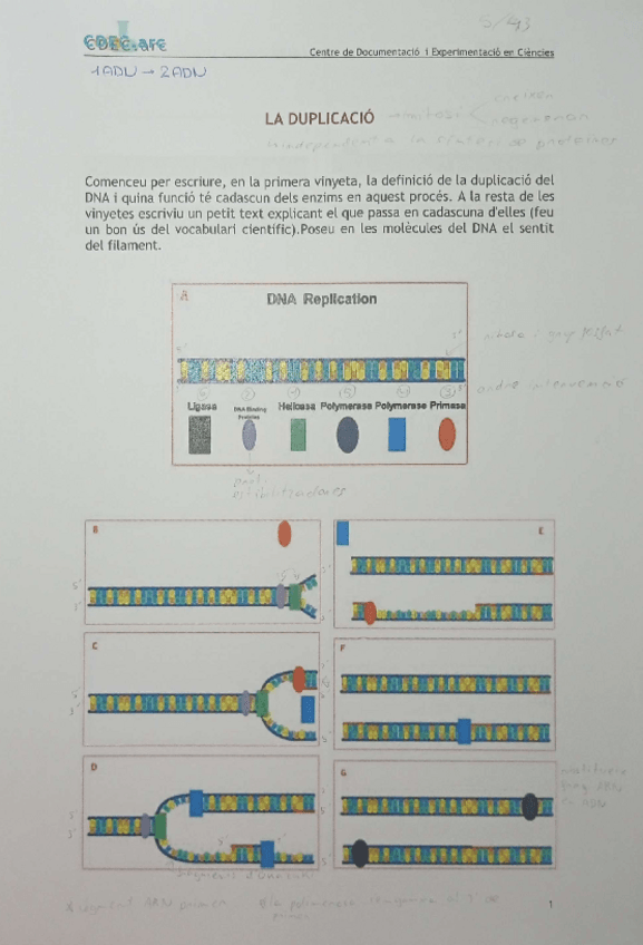 Miniatura del documento BIOTECNOLOGIA (duplicació, transcripció i traducció).pdf