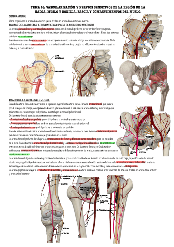 Miniatura del documento irrigacion-y-fascia-muslo.pdf