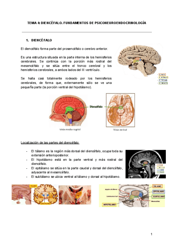 Miniatura del documento T4-DIENCEFALO.pdf