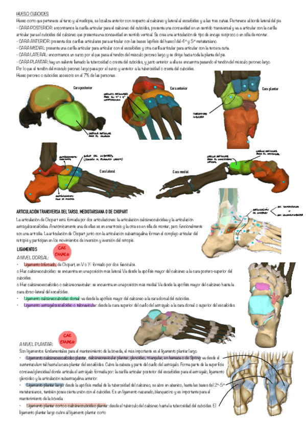 Miniatura del documento Sistema-esqueletico-pt-2.pdf