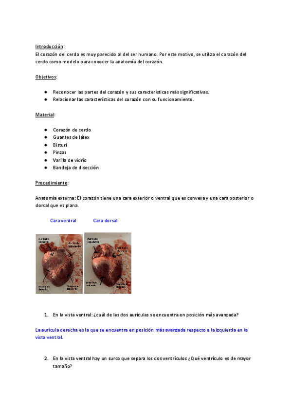 Miniatura del documento UD12.-Practica-diseccion-de-corazon-de-cerdo.pdf