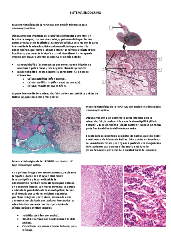 Miniatura del documento Seminario-sistema-endocrino.pdf