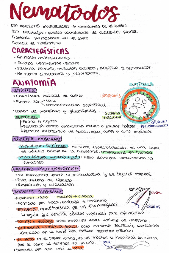 Miniatura del documento T9-Nematodos-fitopatogenos.pdf