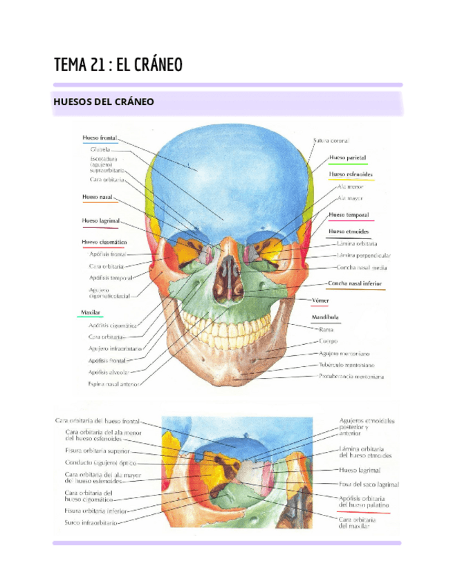 Miniatura del documento Tema-21-el-craneo.pdf