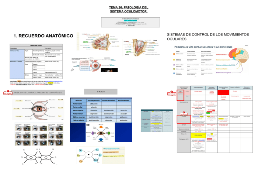Miniatura del documento 26.-SISTEMA-OCULOMOTOR.pdf