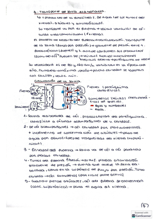 Miniatura del documento T9.-Savia-elaborada-y-su-circulacion.pdf