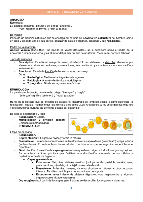 Miniatura del documento 1_Introducción anatomia_Anatomía_ApuntesMarta.pdf.pdf