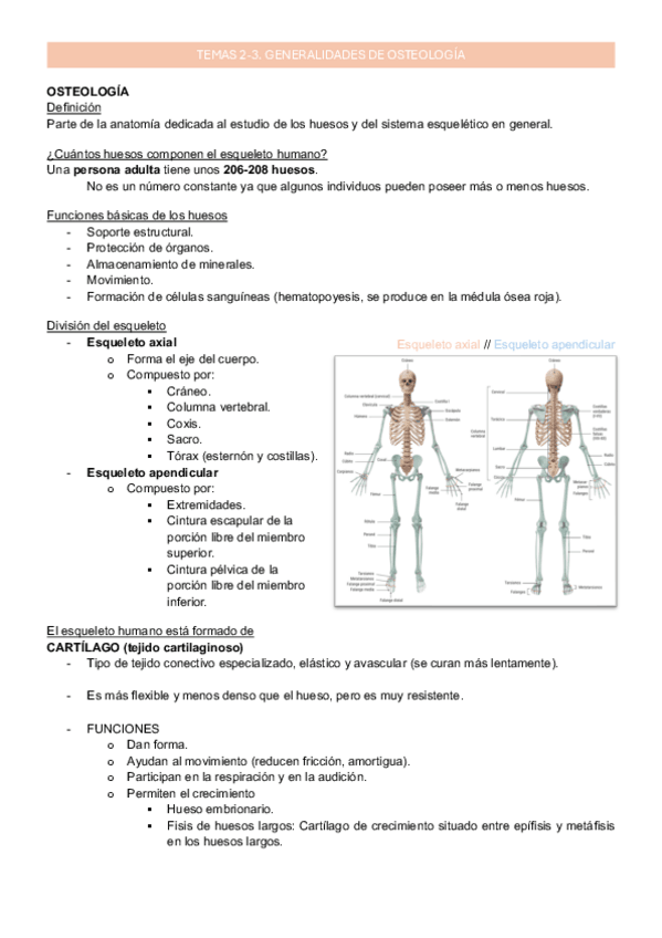 Miniatura del documento 2-3_Generalidades osteología_Anatomía_ApuntesMarta.pdf.pdf