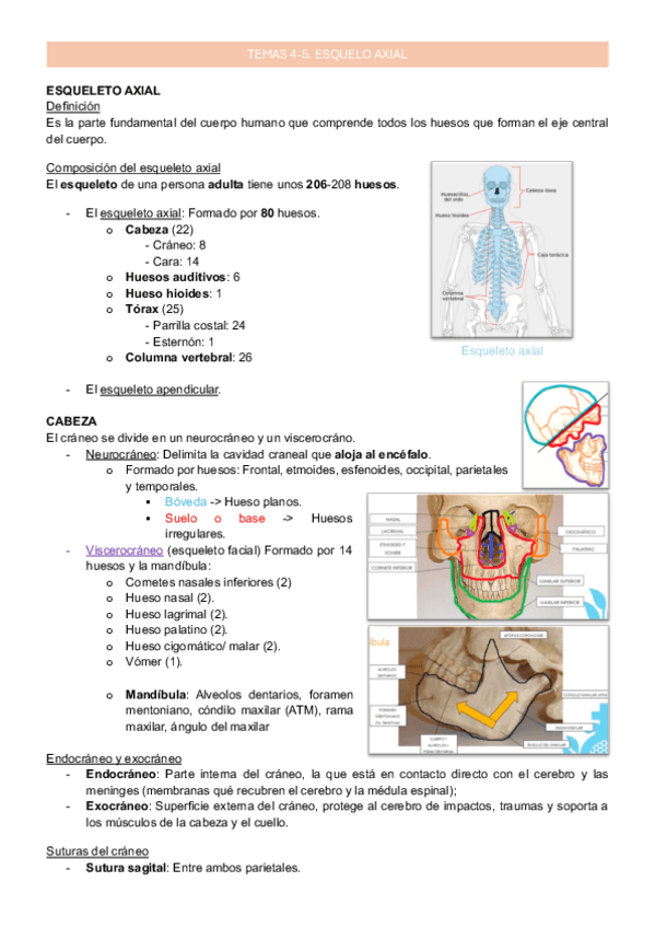 Miniatura del documento 4-5_Esqueleto axial_Anatomía_ApuntesMarta.pdf.pdf