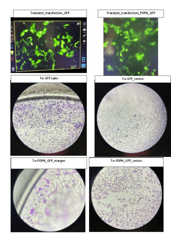 Miniatura del documento RESULTS-U.1-LAB-III.pdf