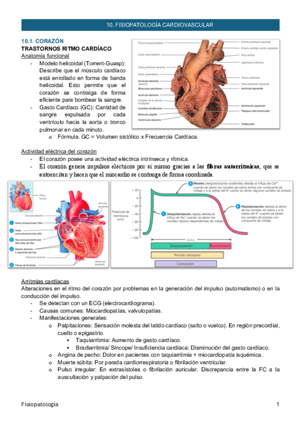 Miniatura del documento 10_Fisiopatología cardiovascular_Fisiopatología_ApuntesMarta.pdf