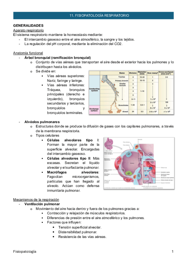 Miniatura del documento 11_Fisiopatología respiratoria_Fisiopatología_ApuntesMarta.pdf