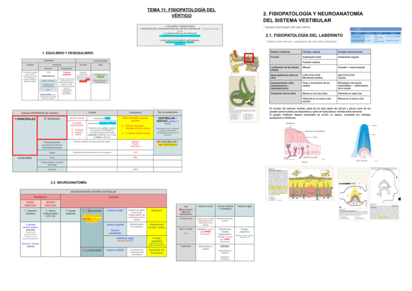 Miniatura del documento 11-FISIOPATOLOGIA-DEL-VERTIGO.pdf