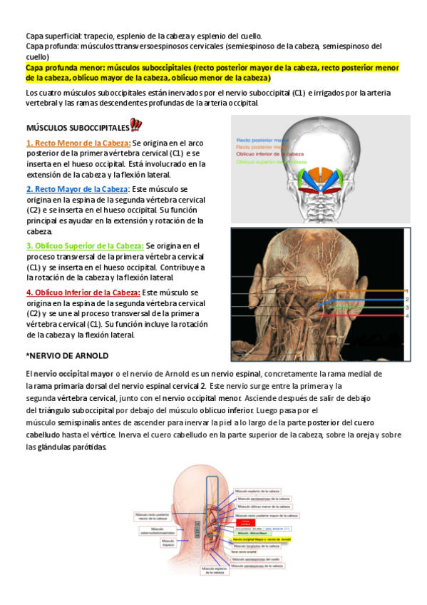 Miniatura del documento Musculos-suboccipitales-y-nervio-de-arnold.pdf