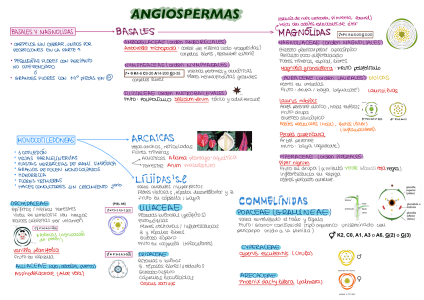 Miniatura del documento ANGIOSPERMAS.pdf