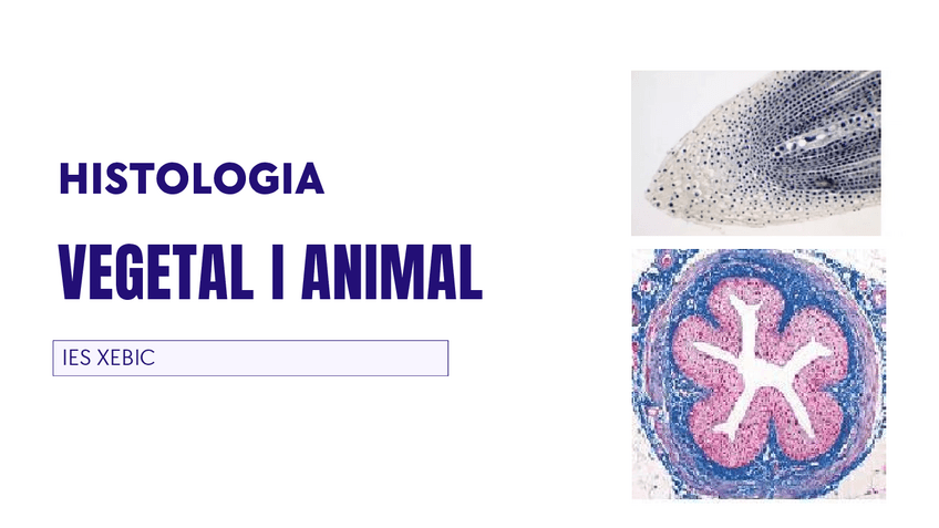 Miniatura del documento Tema-3.-Histologia-vegetal-i-animal.pdf