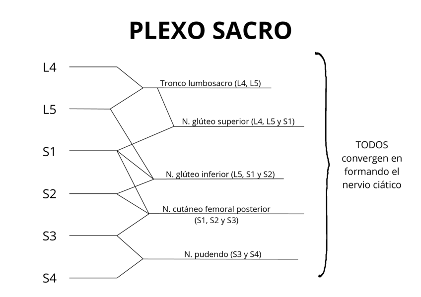 Miniatura del documento Plexo-sacro.pdf