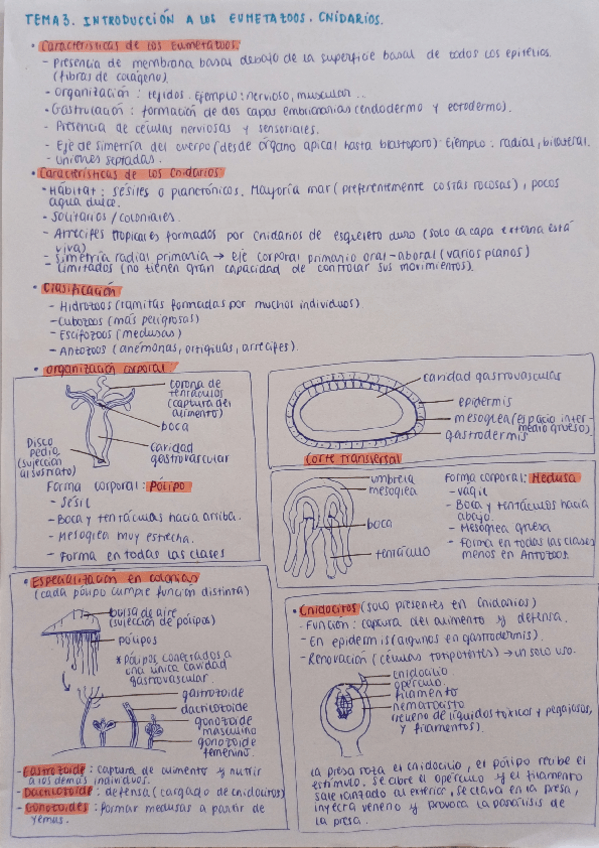Miniatura del documento Tema-3.-Introduccion-a-los-eumetazoos.-Cnidarios.pdf