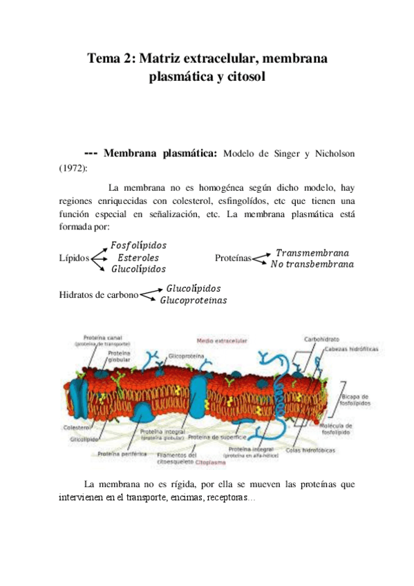 Miniatura del documento Tema 2 Matriz extracelular- membrana plasmática y citosol.pdf