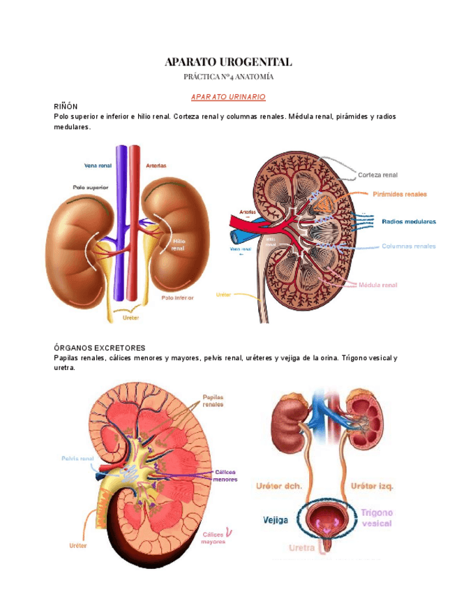 Miniatura del documento Aparto-urogenital.pdf