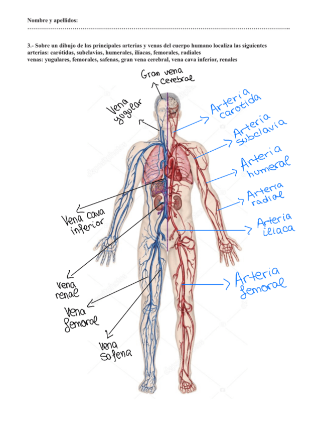Miniatura del documento ESQUEMA-VENAS-Y-ARTERIAS.pdf