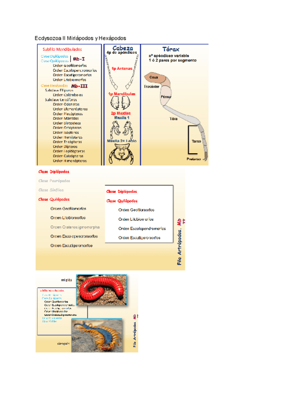 Miniatura del documento Tema-6-Ecdysozoa-II-Miriapodos-y-Hexapodos.pdf