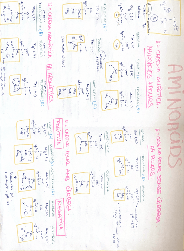 Miniatura del documento Esquema-aminoacidos.pdf