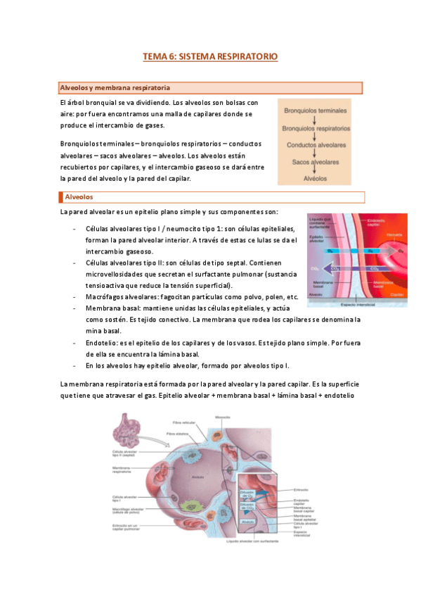 Miniatura del documento tema-6-respi.pdf