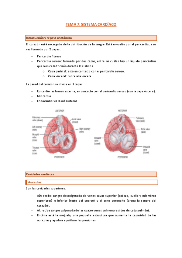 Miniatura del documento tema-7-cardio.pdf