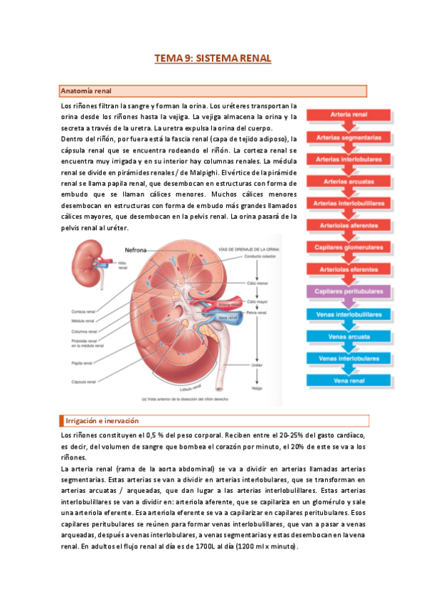 Miniatura del documento tema-9-renal.pdf