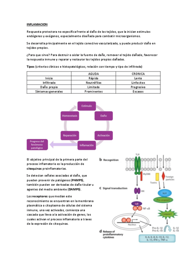 Miniatura del documento Inflamacion-aguda.pdf