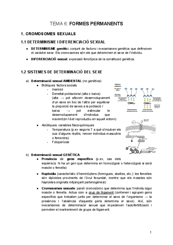 Miniatura del documento tema-6-Formes-Permanents.pdf