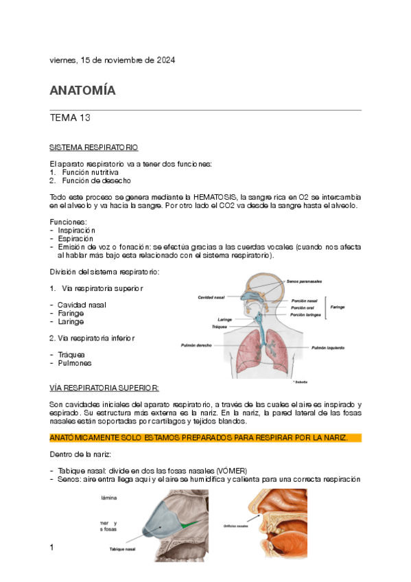 Miniatura del documento Tema-13-anatomia.pdf