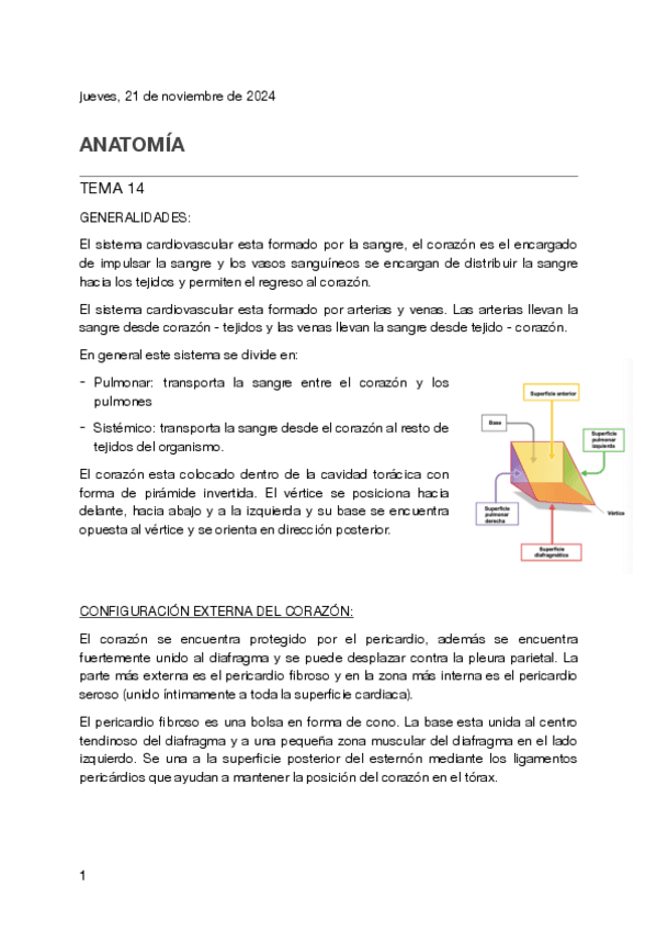 Miniatura del documento Tema-14-anatomia.pdf