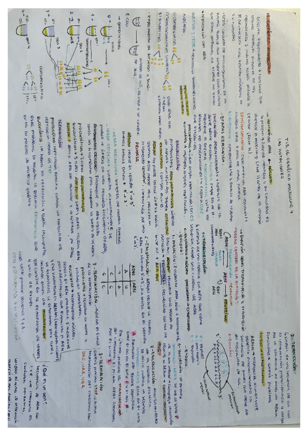 Miniatura del documento genetica-molecular-y-mutaciones-2-bachillerato.pdf