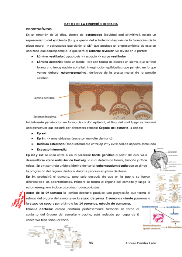 Miniatura del documento TEMA-16-CIRUGIA-I.pdf