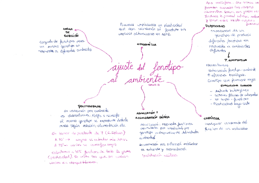 Miniatura del documento esquema-t12-ajuste-del-fenotipo-al-ambiente.pdf